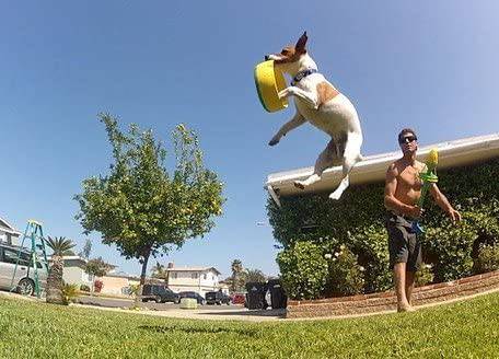 HurriK9 Lanzador de anillos voladores | Ejercita rápidamente a tu perro | Lanzador de juguetes para perros con anillos de espuma Spandex - DIGVICE MX