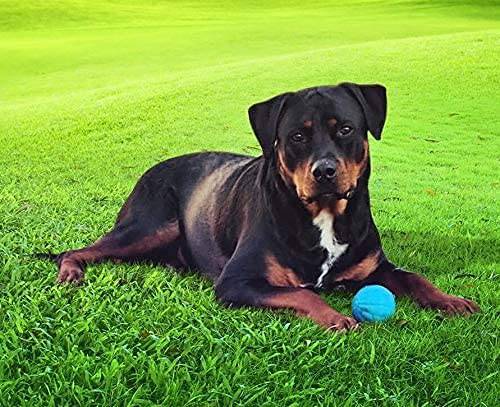 Pet Qwerks - Juguete interactivo para perros - DIGVICE MX