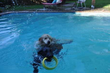 HurriK9 Lanzador de anillos voladores | Ejercita rápidamente a tu perro | Lanzador de juguetes para perros con anillos de espuma Spandex - DIGVICE MX