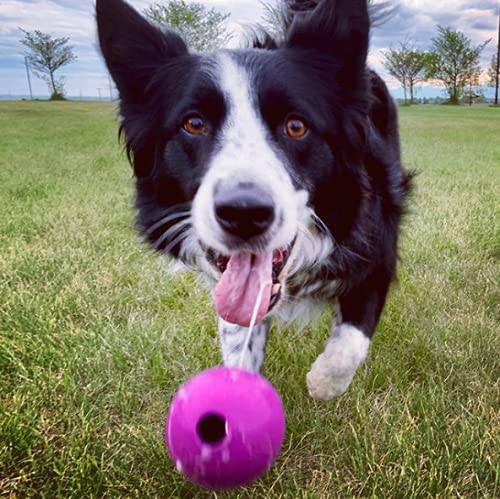 Chew King Fetch Balls Pelotas para perros 3 pack - DIGVICE MX