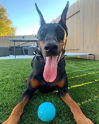 Chew King Fetch Balls Pelotas para perros 3 pack - DIGVICE MX