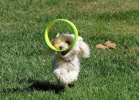 HurriK9 Lanzador de anillos voladores | Ejercita rápidamente a tu perro | Lanzador de juguetes para perros con anillos de espuma Spandex - DIGVICE MX