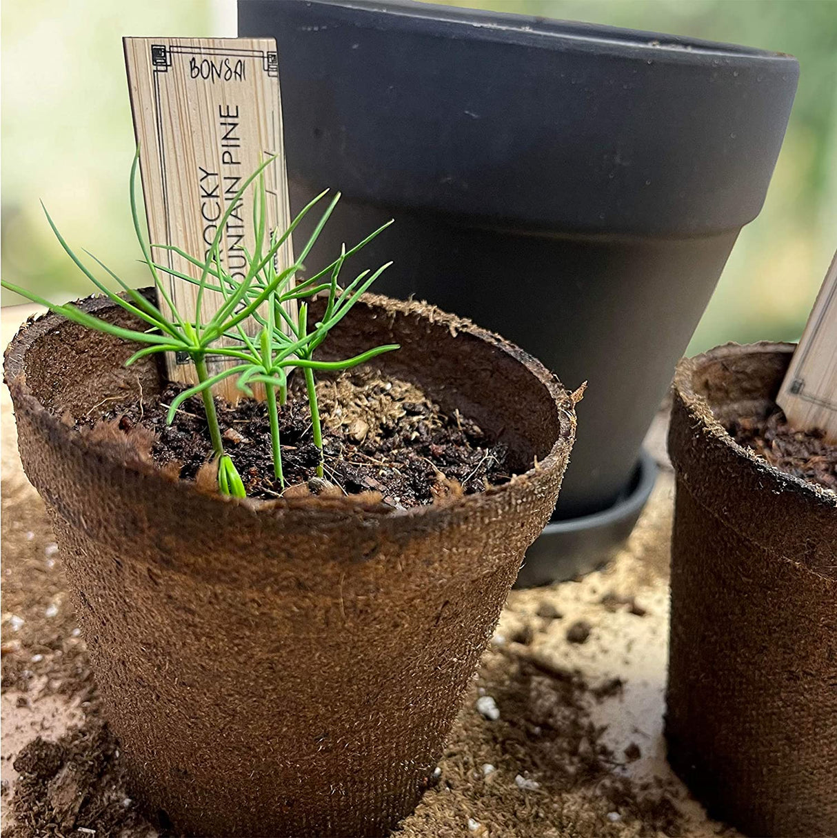 Hapinest Bonsai Tree Indoor Starter Kit 4 tipos de semillas de árboles Bonsai