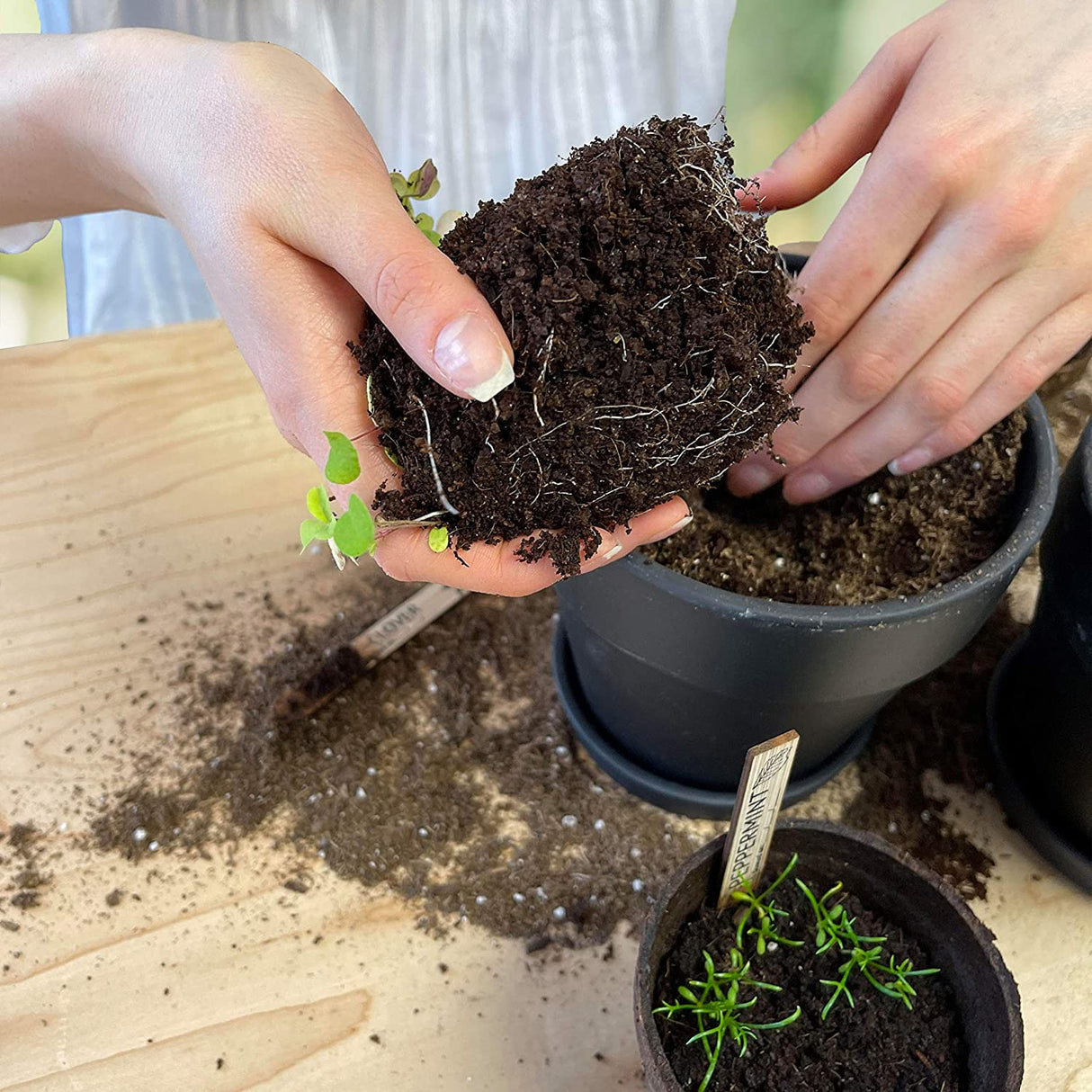Hapinest Bonsai Tree Indoor Starter Kit 4 tipos de semillas de árboles Bonsai