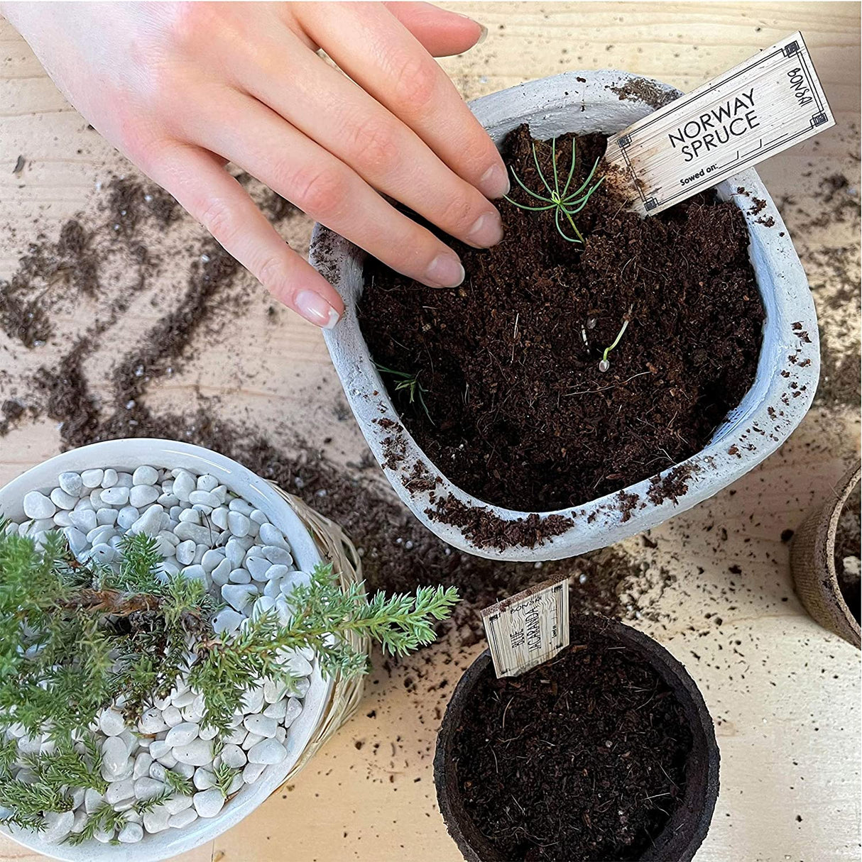 Hapinest Bonsai Tree Indoor Starter Kit 4 tipos de semillas de árboles Bonsai