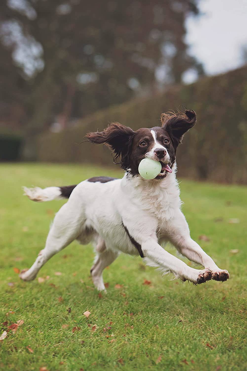 Chuckit! Max Glow Pelota - DIGVICE MX