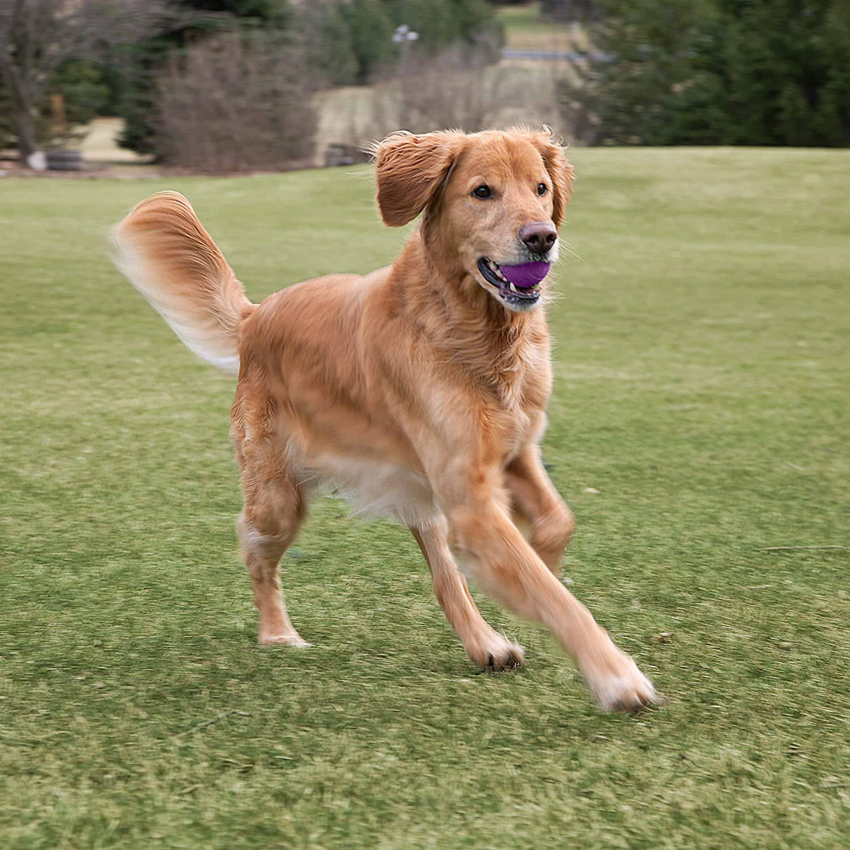 Chew King Ball Launcher - Bolas de 2,5", lanzador de bolas - Bolas de 3", juego combinado para perros - DIGVICE MX