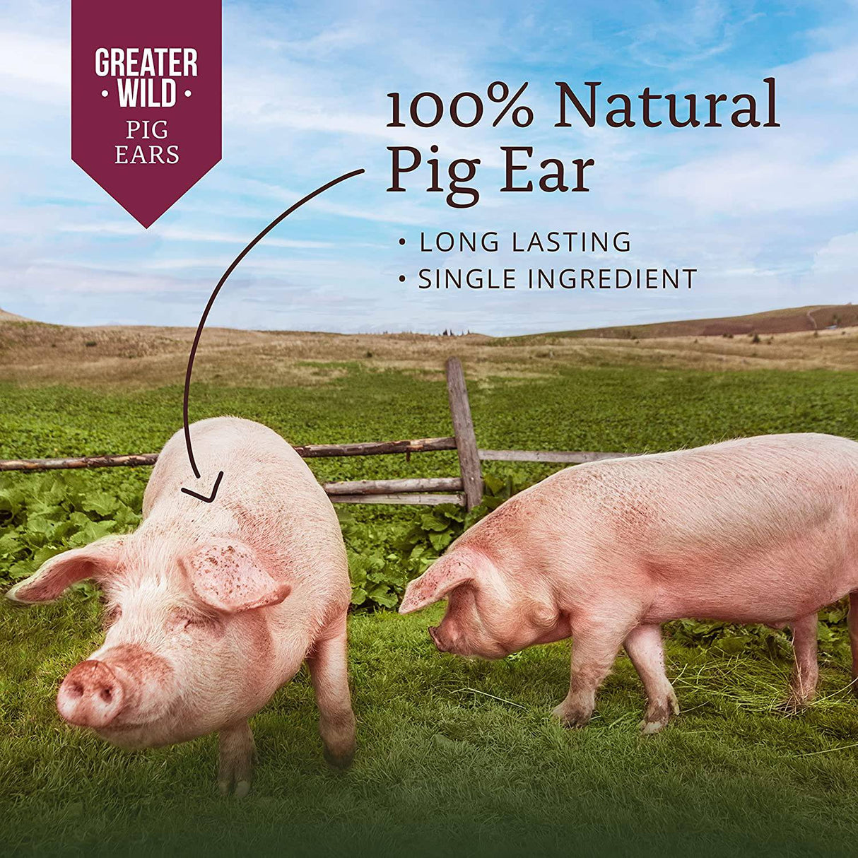 Greater Wild - Orejas de cerdo para perros, golosinas para perros, un solo ingrediente, todo natural, masticables para perros de larga duración para perros grandes y pequeños, 100 % digeribles - DIGVICE MX