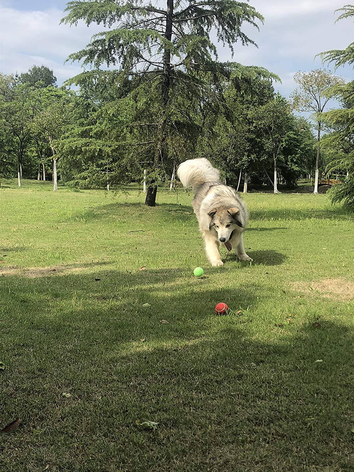 Insum - Pelota de tenis para perro (paquete de 12, colorida, fácil de atrapar, para perros,… - DIGVICE MX
