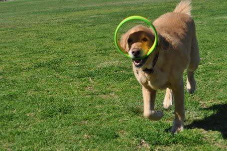 HurriK9  Lanzador de anillos voladores | Ejercita rápidamente a tu perro | Lanzador de juguetes para perros con anillos de espuma Spandex - DIGVICE MX