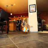 Chuckit! Indoor Juguete para perro - DIGVICE MX