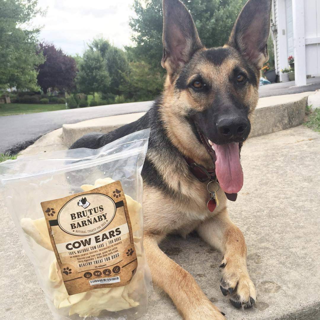 BRUTUS & BARNABY Todo natural, orejas de vaca enteras para perros, cosechadas de campo libre, sin hormonas añadidas, ganado alimentado con pasto - DIGVICE MX