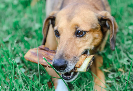K9 Connoisseur Huesos de perro de un solo ingrediente Hecho en EE. UU. De ganado alimentado con pasto de 8 a 10 pulgadas de largo Todo natural Mejor para perros de raza mediana Mejor hasta 50 libras - DIGVICE MX