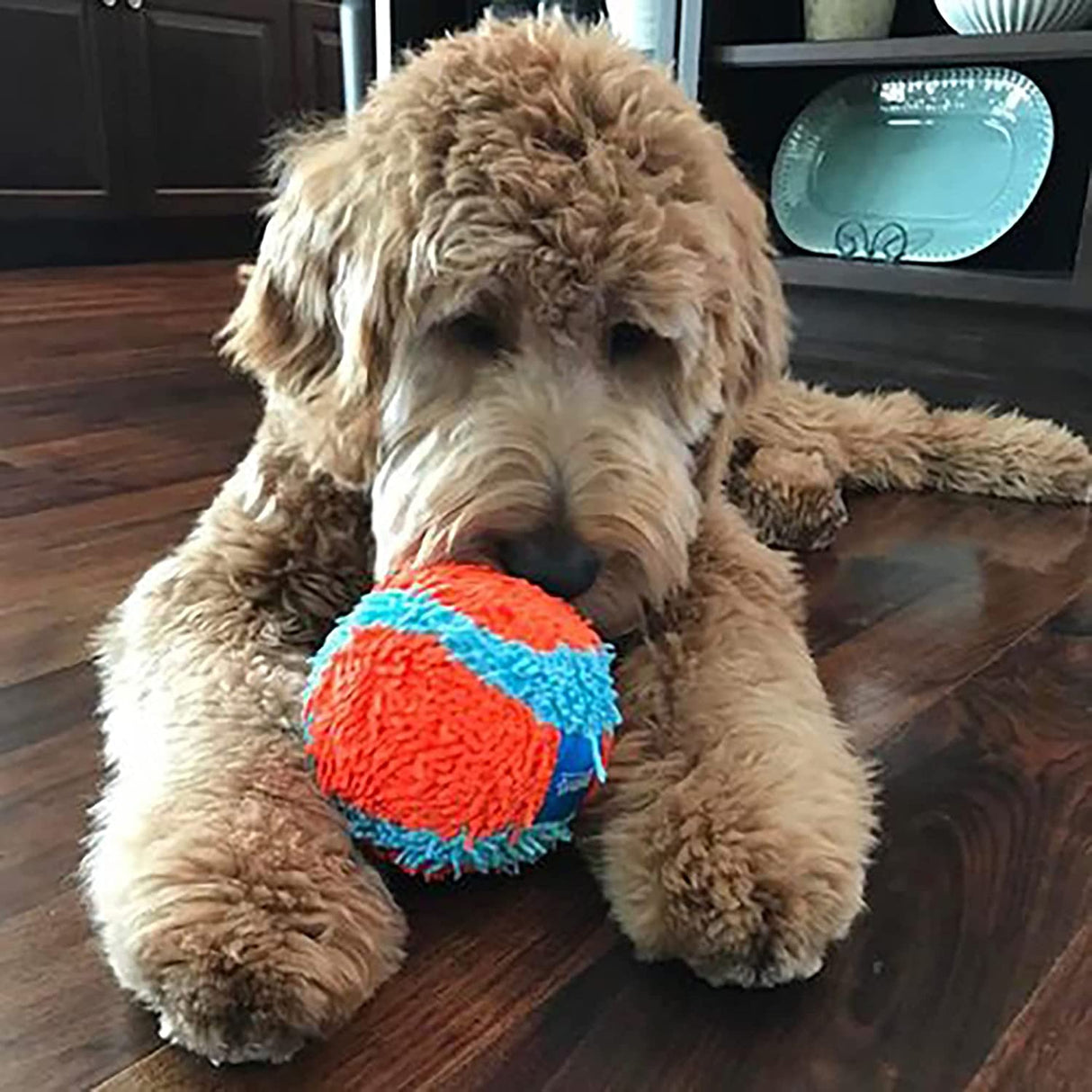 Chuckit! Indoor Juguete para perro - DIGVICE MX