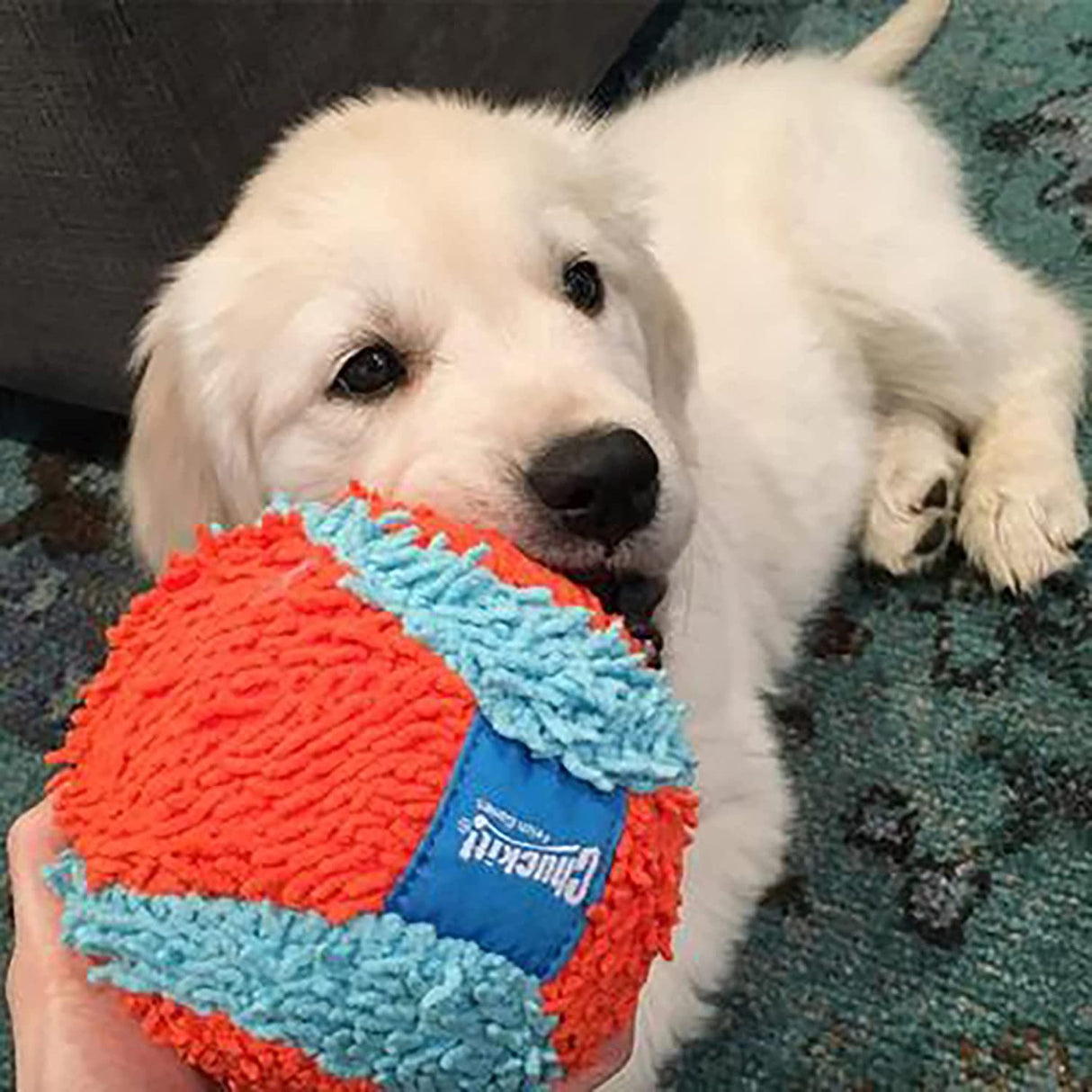 Chuckit! Indoor Juguete para perro - DIGVICE MX