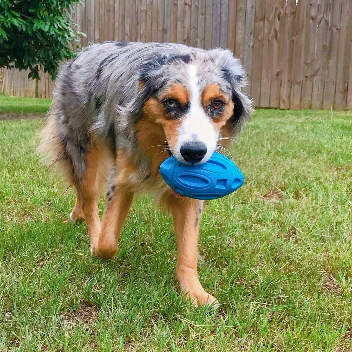 EASTBLUE Juguetes para perros chirriantes para masticadores agresivos: pelota de goma para masticar cachorros con chirriador, juguete para mascotas casi indestructible y duradero para razas medianas y grandes... - DIGVICE MX
