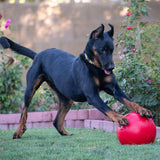 Doggie Dooley Prácticamente indestructible La mejor pelota para perros - DIGVICE MX