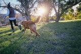 Jolly Pets Tug-N-Toss - Pelota de juguete para perros - DIGVICE MX